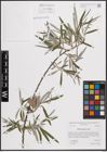 Foto von Salix eleagnos Scop.